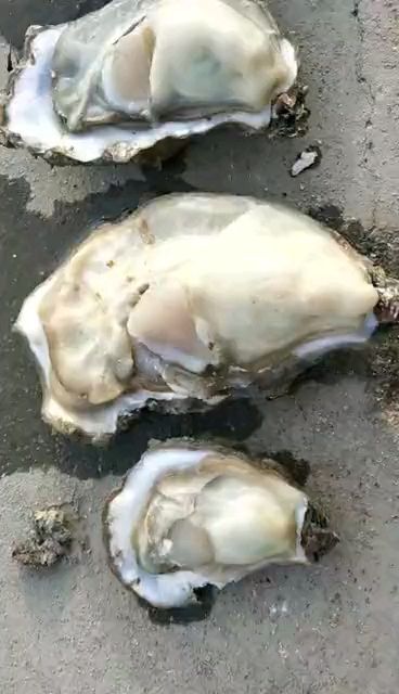 威海日照牡蛎 海水 2-3两/只 鲜活水产 