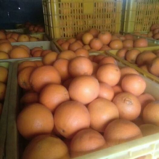 新宁县崀山脐橙 地头通货 