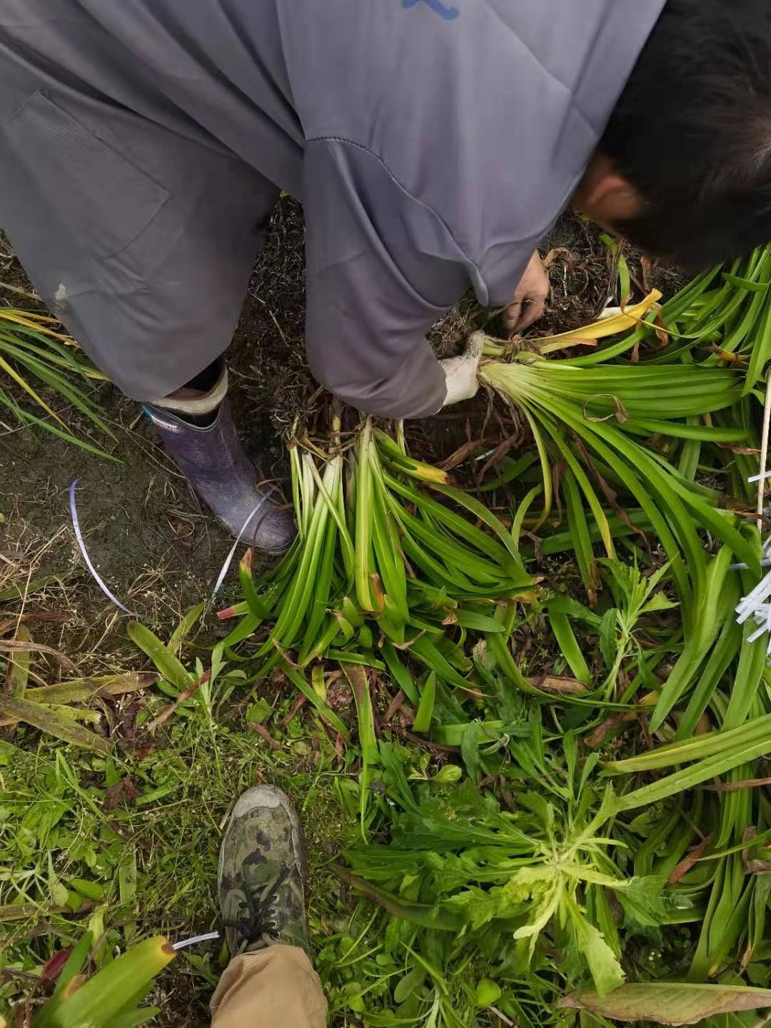  百子莲地苗基地