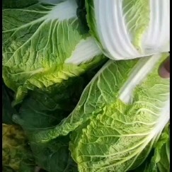 西吉县矮白菜 大白菜，黄心大白菜
