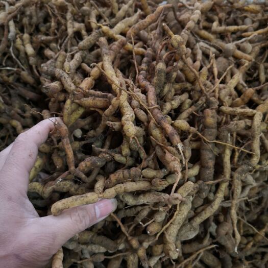 榕江县锈花针，虎刺，巴戟天  ，鸡筋参，黄鸡胖，黄鸡脚，十全大补根