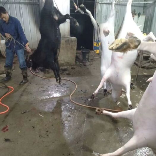 合江县羊肉类  鲜羊肉批发，剐皮，去头蹄，内脏