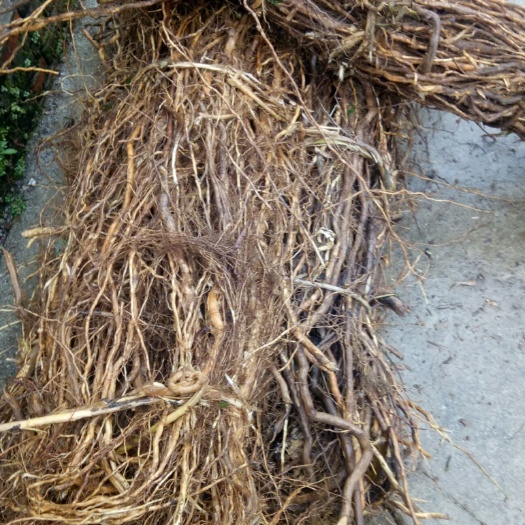 宜丰县金银花根  金银花藤，鲜货，纯根，
