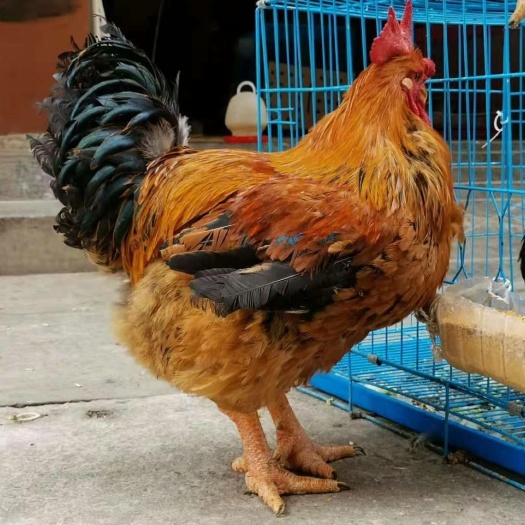 昆明K9鸡苗  云南纯种快大K901肉鸡苗，可达10斤，包打疫苗