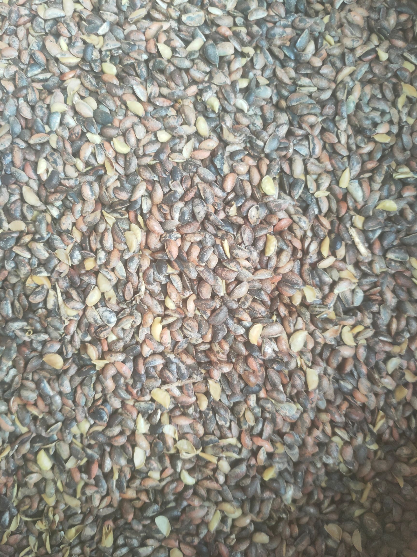 黄柏种子  四川黄柏种子