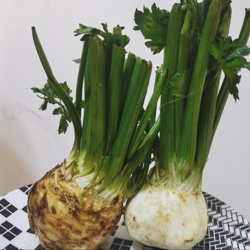 地中海根芹种子 圆球型 耐热 耐寒 早熟大根茎蔬菜 春秋种植