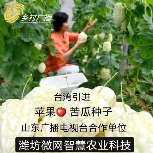 引進(jìn)品種 蘋(píng)果苦瓜種子  包郵含糖6個(gè) 開(kāi)發(fā)票