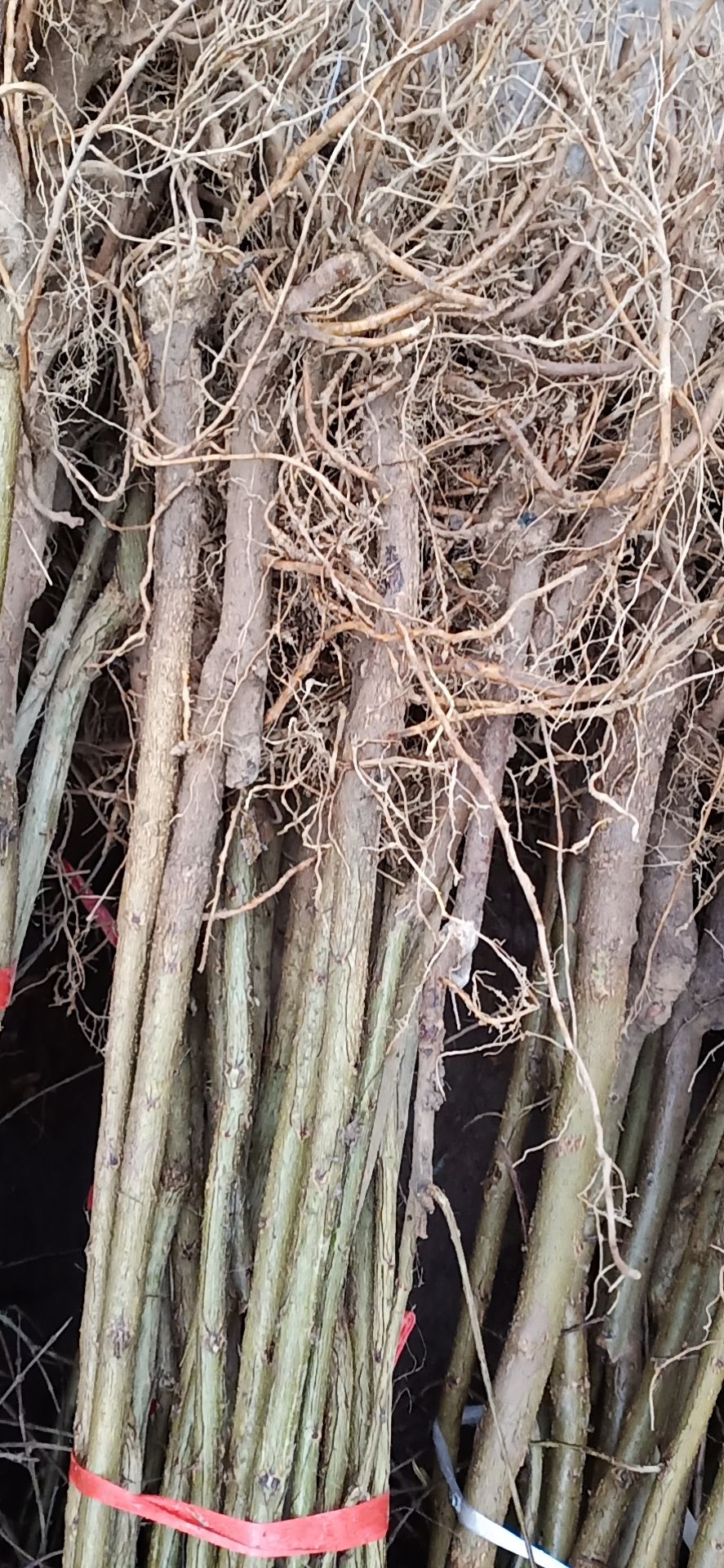 突尼斯软籽石榴树苗  突尼斯软籽石榴苗，保湿发货现挖现发，