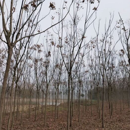 南京黄山栾树 栾树