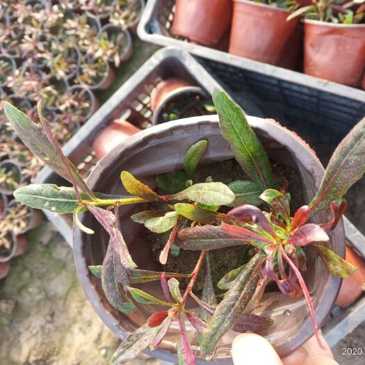 丹阳市山桃草