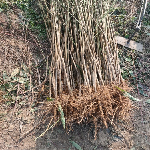 南阳冬桃红蜜桃树苗 各种品种桃树苗
