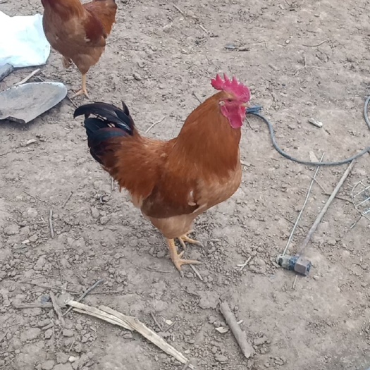 散养土鸡，纯粮食喂养，肉质鲜嫩，现杀现卖，全国包邮，
