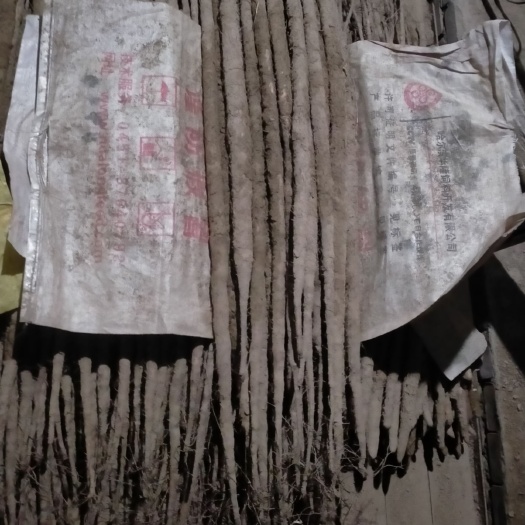 蠡县垆土铁棍山药 20~30cm