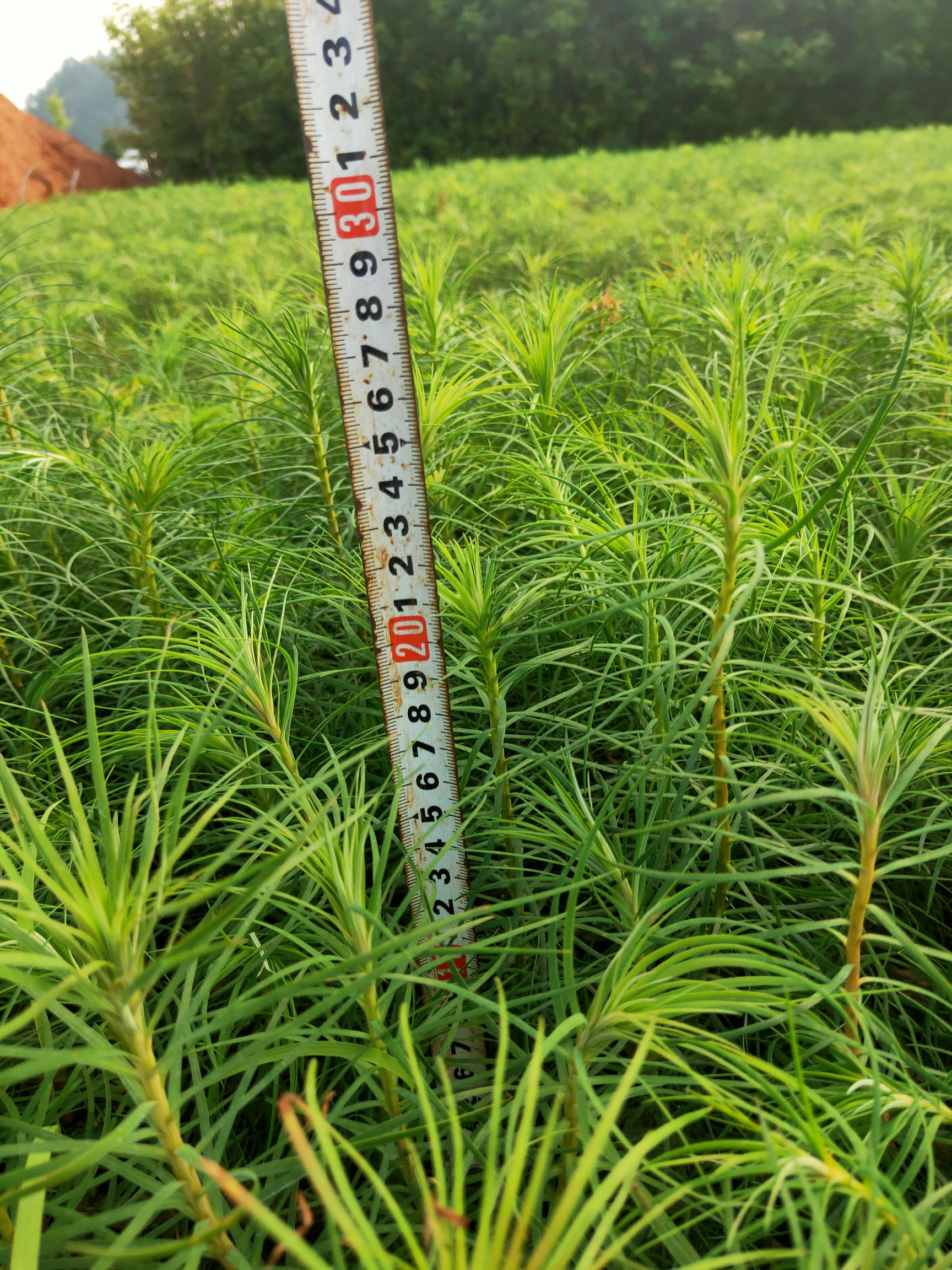 杉木树苗 杉木营养袋苗