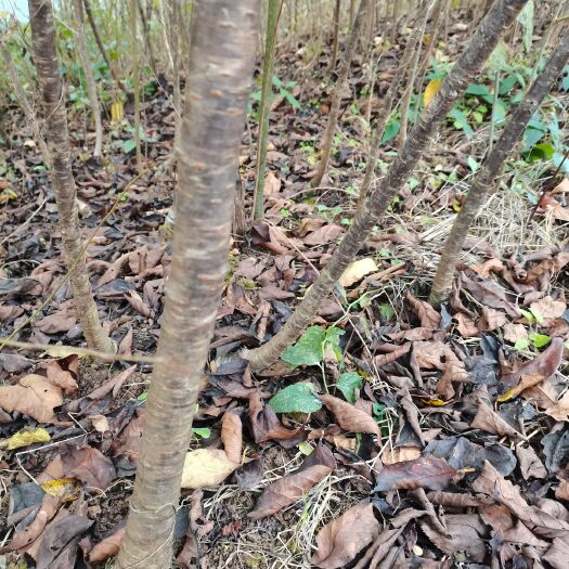 苍溪县红灯樱桃苗 嫁接苗 裸根苗