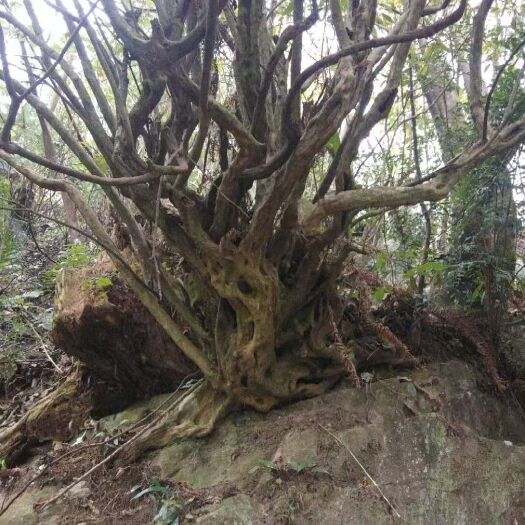 安顺国旗红杜鹃 大量供应映山红，茶花，紫薇，兰花等各种盆景桩，有需求联系