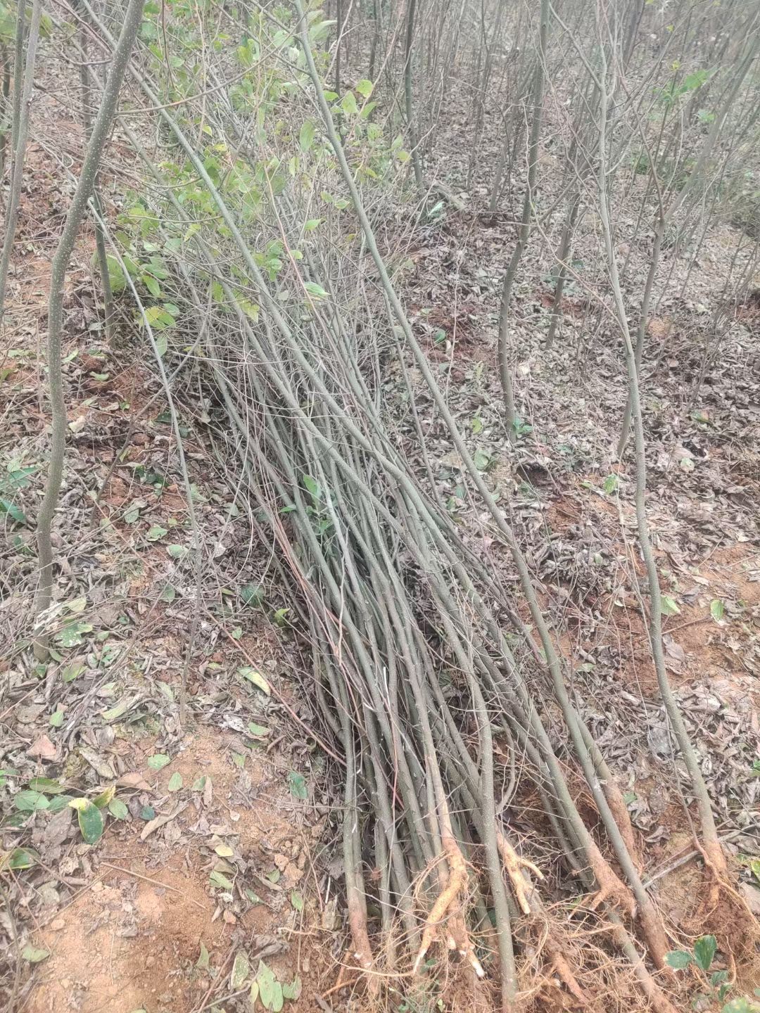 小叶朴  批发朴树小苗，一年生朴树小苗