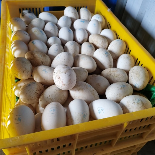 合浦县种鹅蛋 孵化 箱装 