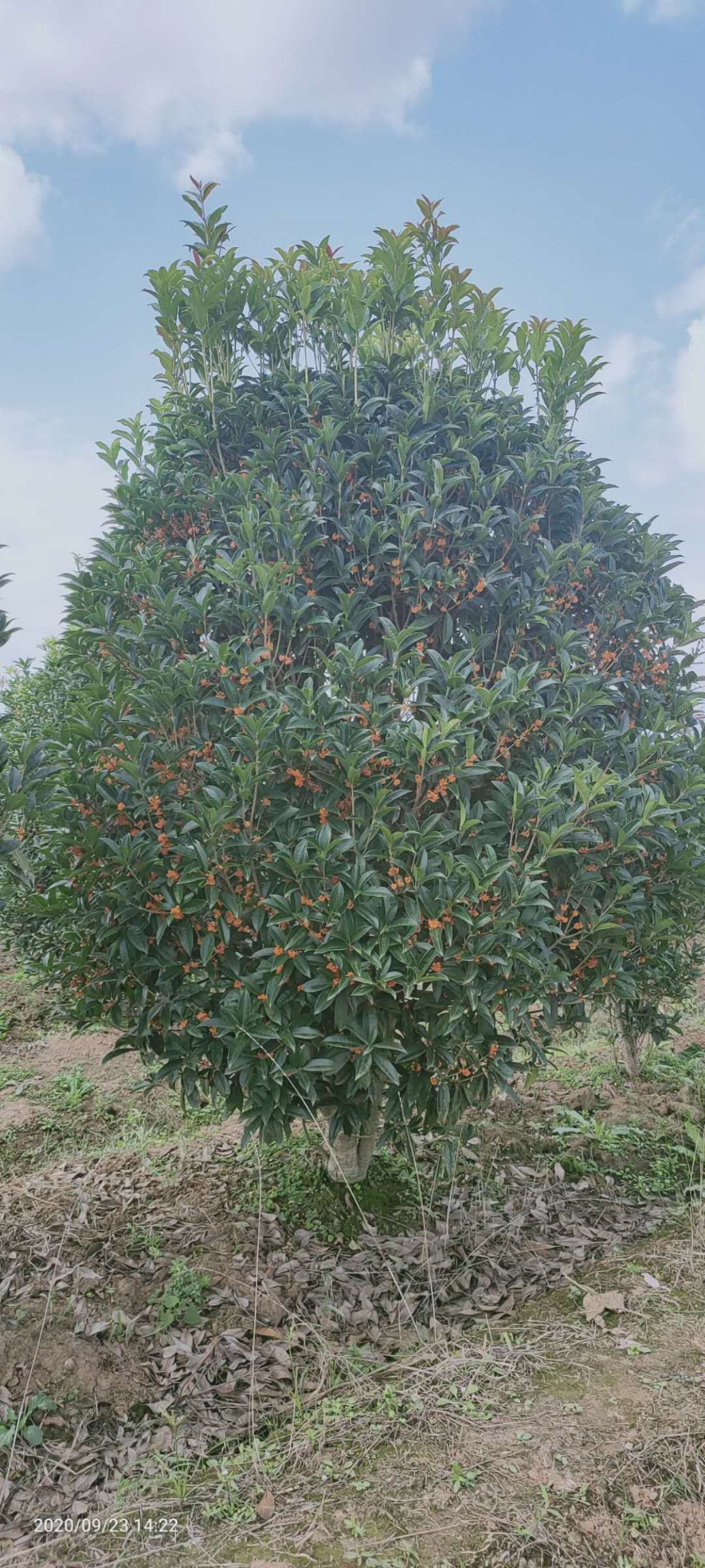 桂花树  8公分桂花