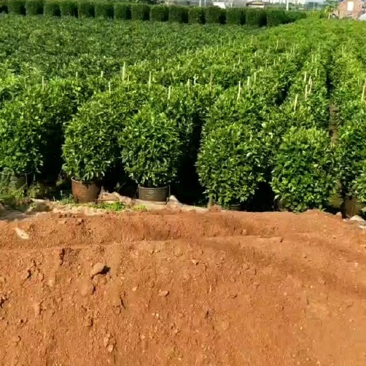 煤渣种植土（湖南烤烟炕煤渣，人工分捡，无杂环保。）