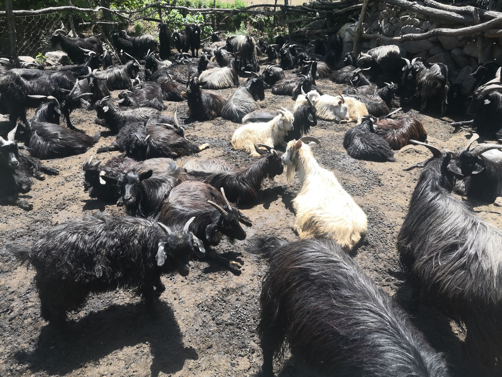 黄金寨力晨山庄生态养殖，本地黑山羊、绒山羊。
