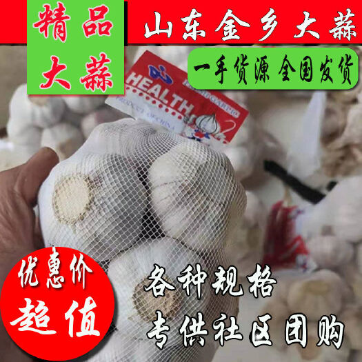 金乡县红皮蒜  产地直发500克精品大蒜 社区团购，各种规格包装全国发货