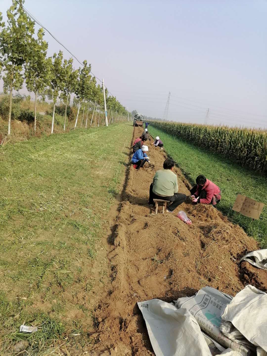 韭菜根保证当年新根，保证头茬