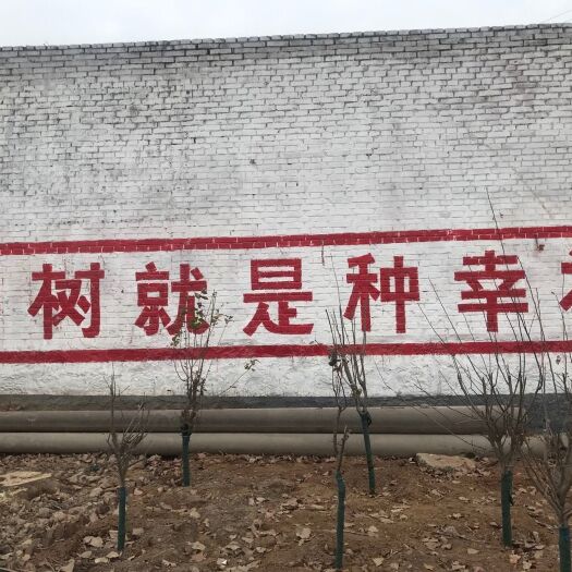 安阳桃树苗 5-10公分占地桃树，核桃树，枣树