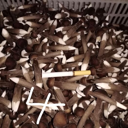聊城鸡枞菌 人工种植