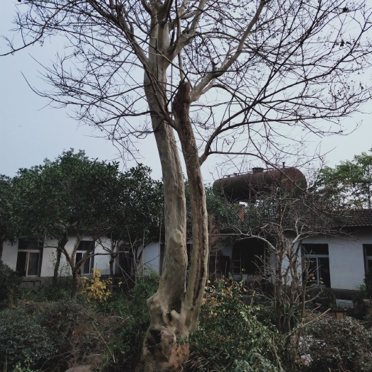 谷城县紫薇老树桩