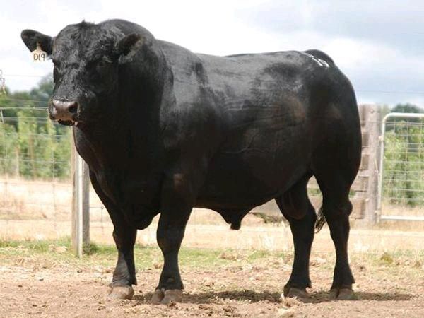 黄牛 600-800斤 公牛