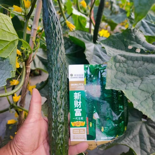 昆明油亮密刺黄瓜种子  黄瓜种子，耐热黄瓜品种！颜色油亮
