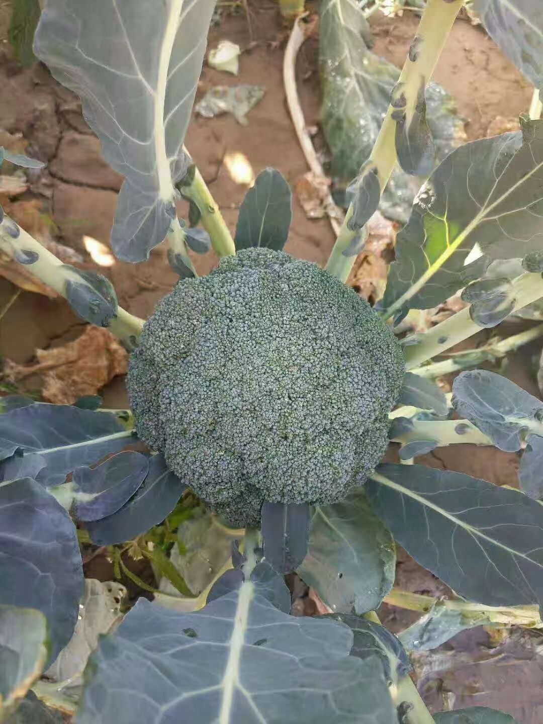 西兰花种子  优秀耐寒西蓝花种子，日本超级耐寒西蓝花品种！