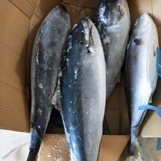 滨州活冻黄金鲅鱼新货一手货源无差价不包邮海鲜品不支持退货