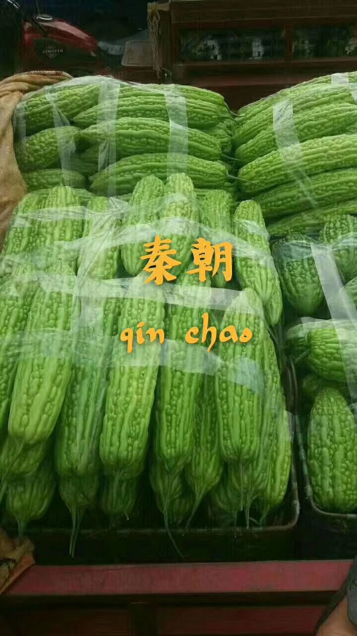 秦朝苦瓜种子，中早熟，耐热不早衰，浅绿发亮，肉厚