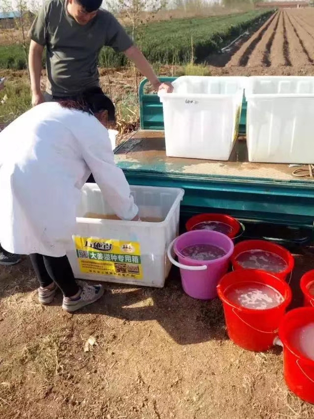 农技人员果树修剪工苹果套袋工果园管理工沂蒙山区30年种植经验