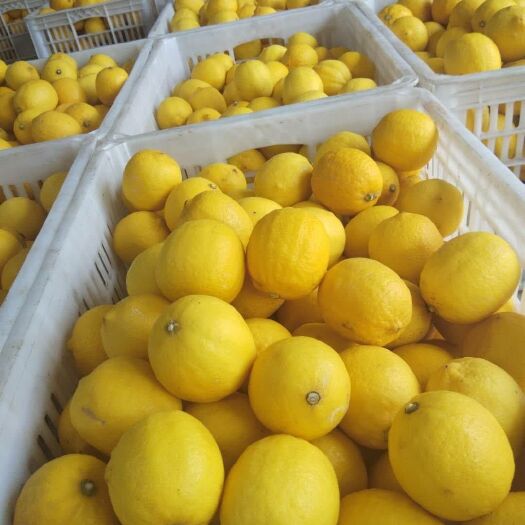 安岳县安岳柠檬一级果主产区供应链皮薄多汁有坏包赔大小可选