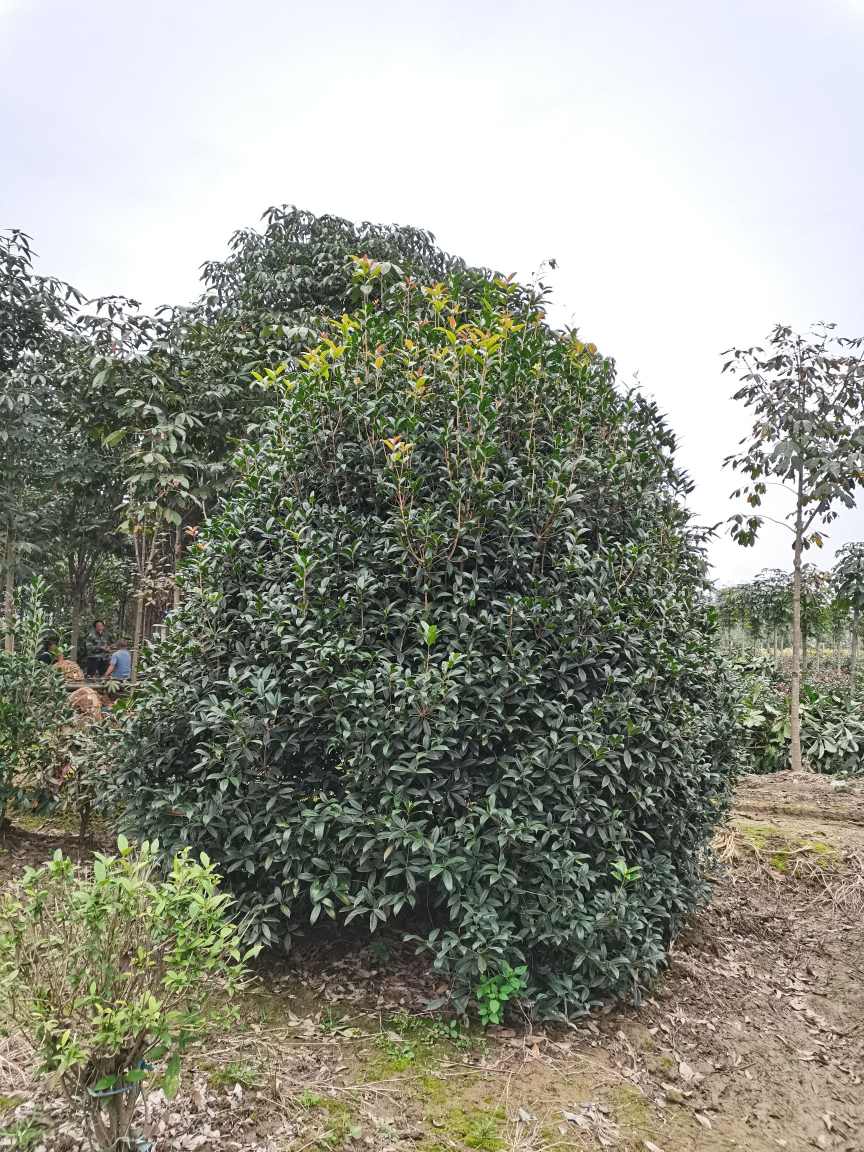 桂花树  8公分桂花