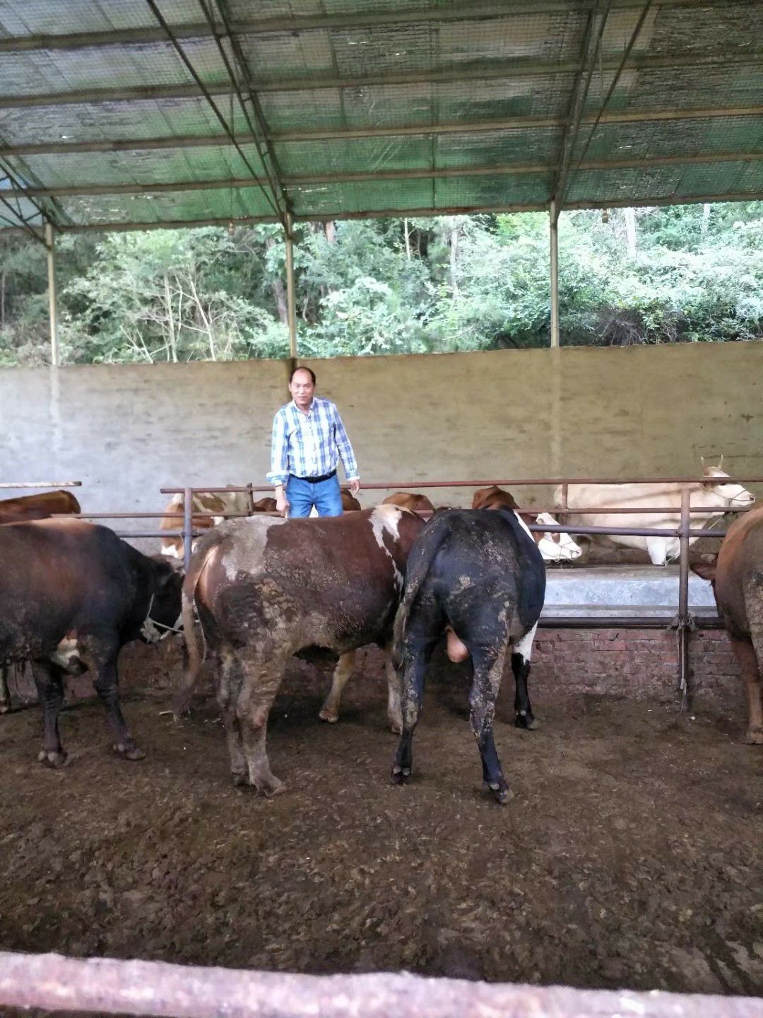 本厂生产的肉牛均为秦川牛与鲁西黄牛杂交优质土杂肉牛