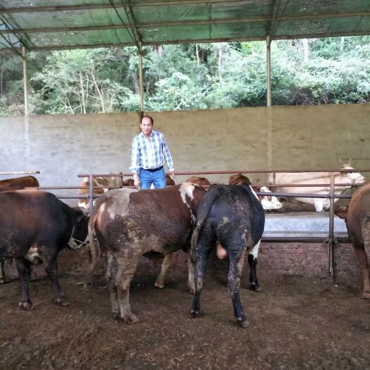 汉中本厂生产的肉牛均为秦川牛与鲁西黄牛杂交优质土杂肉牛