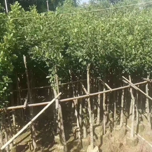 普宁市红肉菠萝蜜苗 树波萝