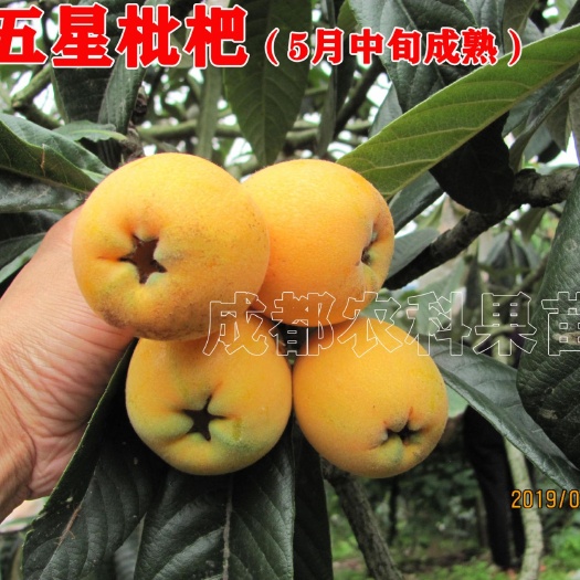 成都大五星枇杷苗大果丰产枇杷树苗优质枇杷种苗枇杷果苗批发零售
