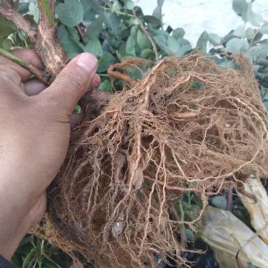 莒南县莱克西蓝莓苗 绿宝石珠宝莱格西地栽大苗，两颗包邮45，10颗以17一颗包邮