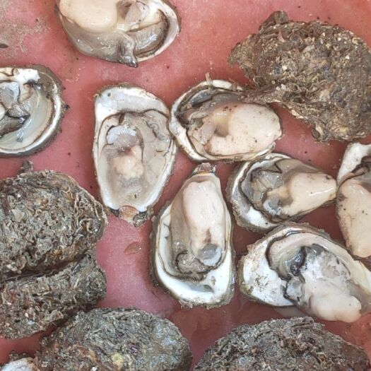 诏安县三倍体生蚝 海水 1-2两/只 鲜活水产 