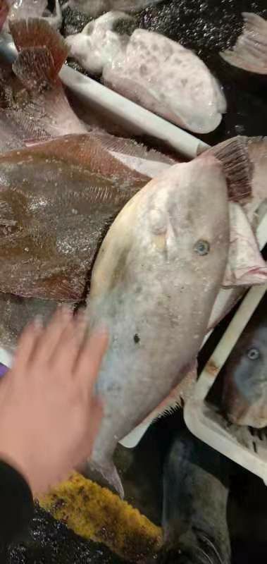沈阳马面鱼