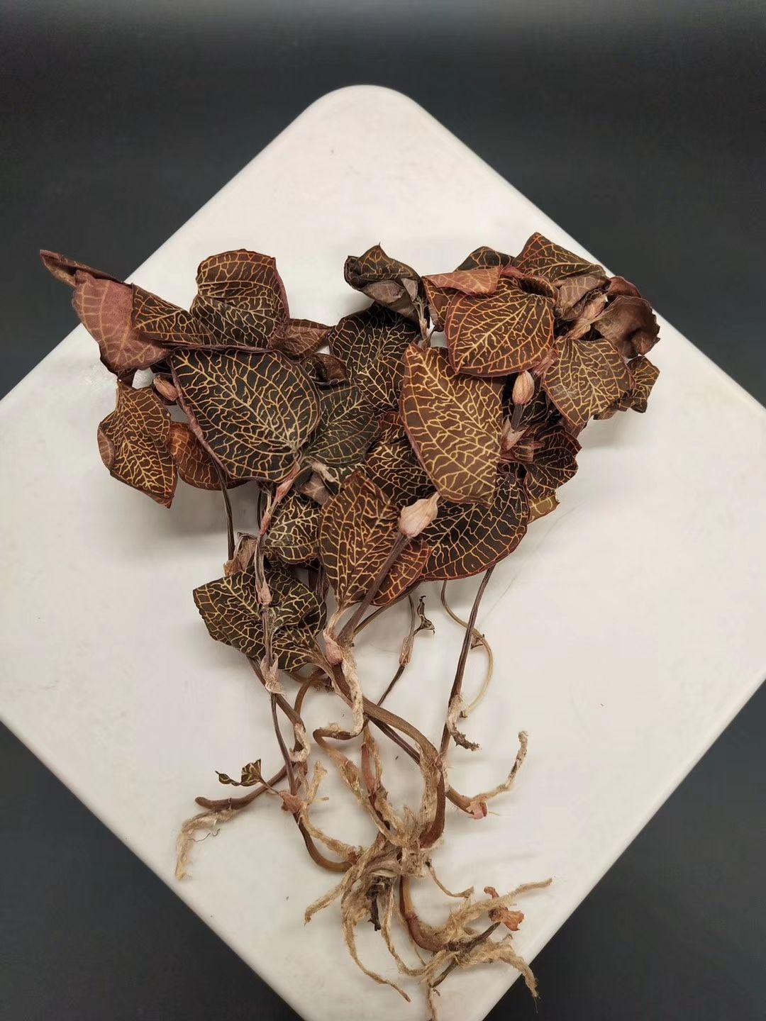  金线莲500克装干品