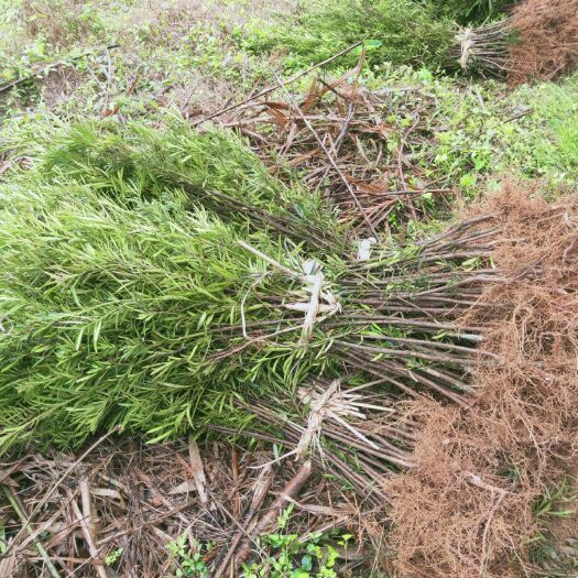 清流县普通罗汉松 本苗圃常年对外供应，造林苗绿化苗经济林苗珍稀树苗等袋苗及祼根