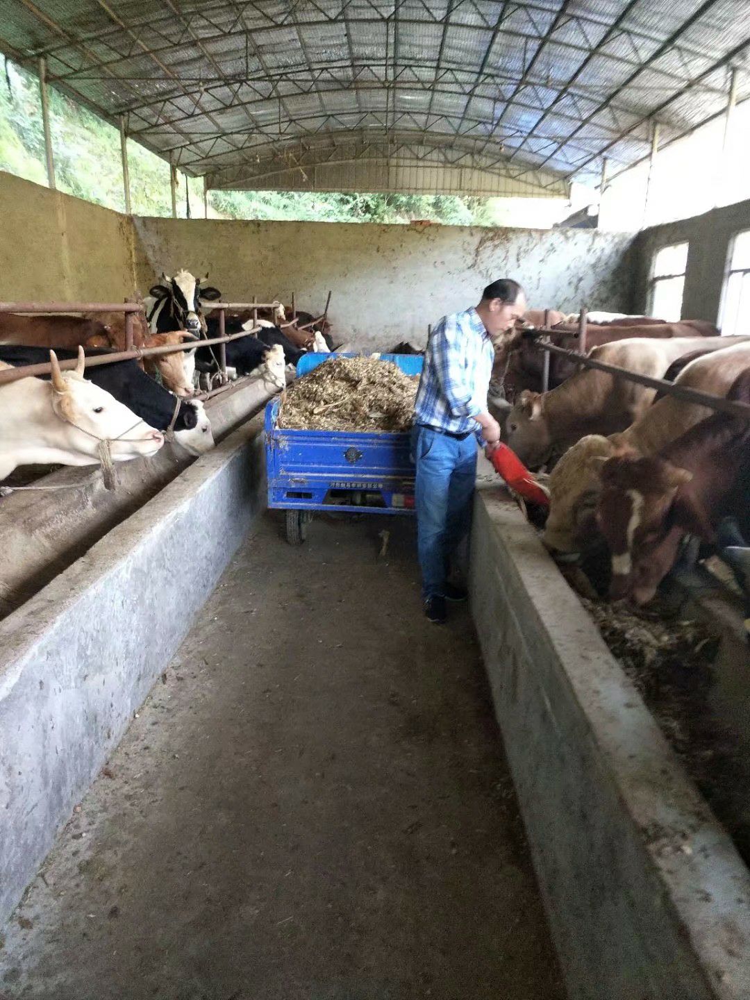 本厂生产的肉牛均为秦川牛与鲁西黄牛杂交优质土杂肉牛