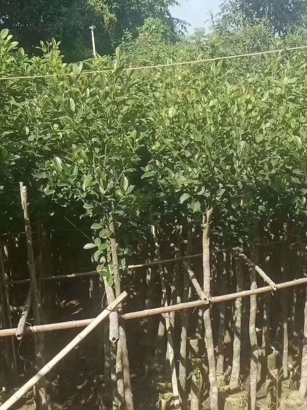 红肉菠萝蜜苗 树波萝