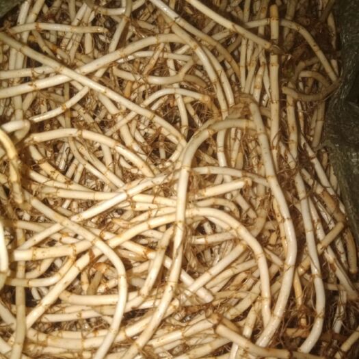会理市 大量鱼腥草根，上市。产地直发。